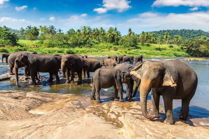 Sri Lanka mit Bernd Basting: Im Waisenhaus in Pinnawala werden gerettete Elefantenjungen aufgezogen und versorgt