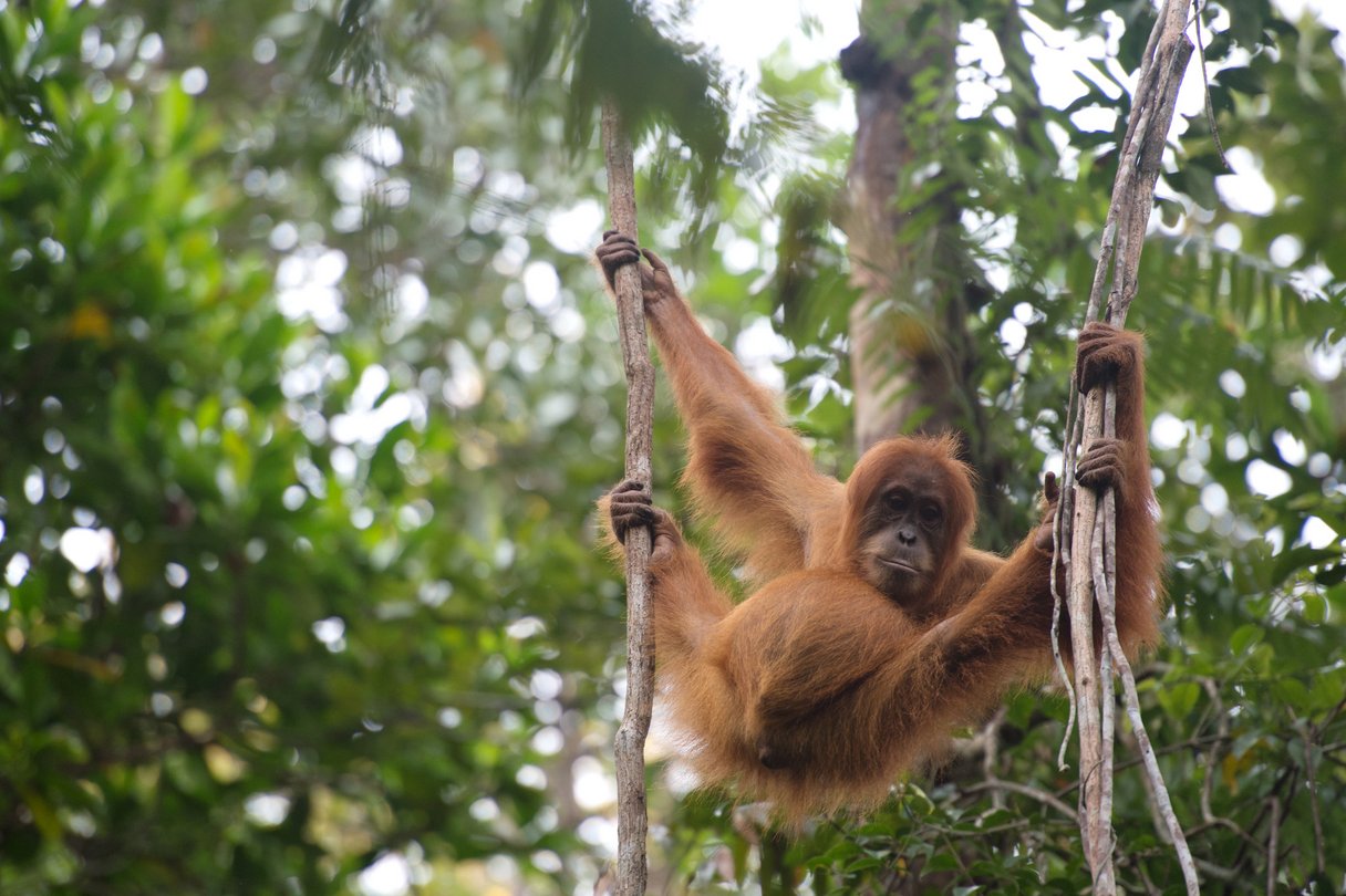 Sumatranischer Orang-Utan