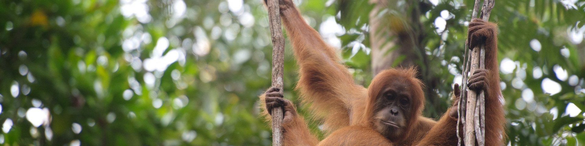Sumatranischer Orang-Utan